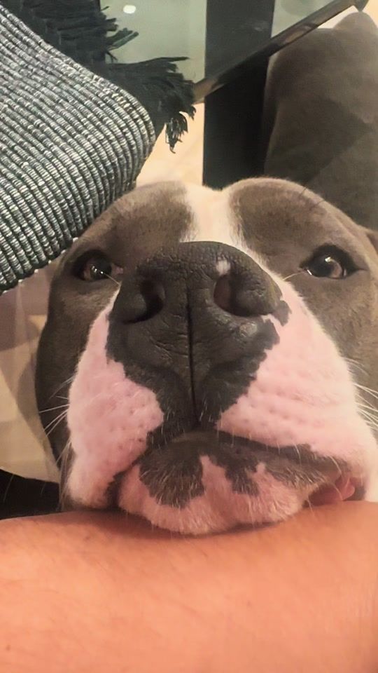 TikTok video thumbnail by tyson_superpit