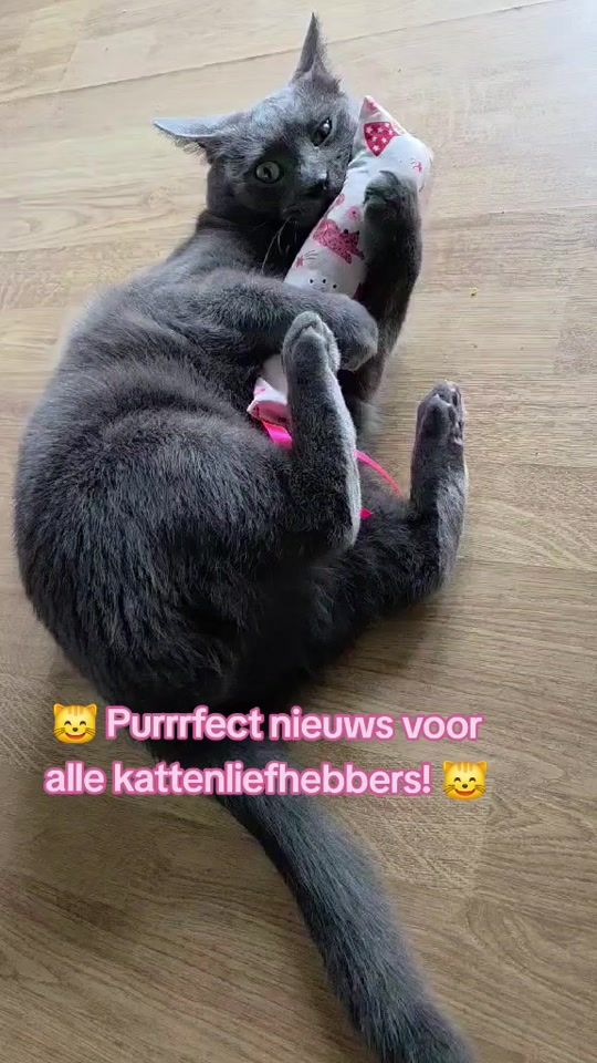 TikTok video thumbnail by hippesnuffelzakjes.nl