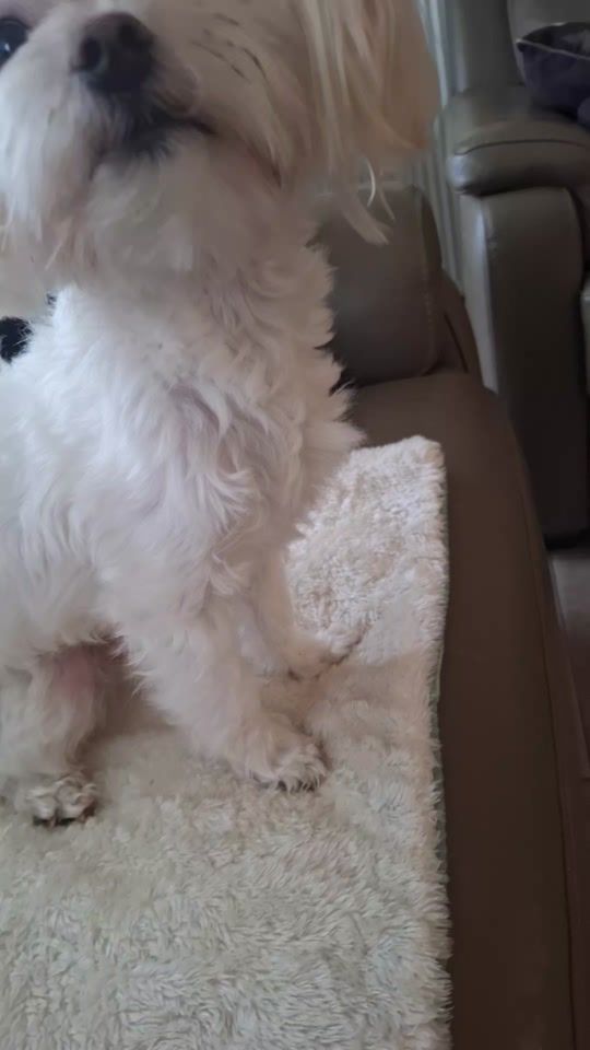 TikTok video thumbnail by petrastulens1