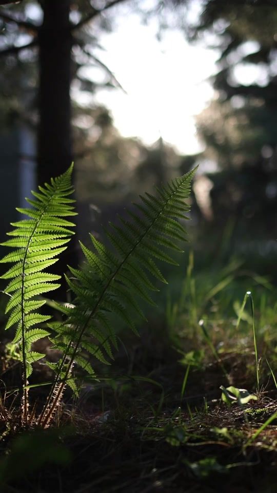 TikTok video thumbnail by dzikikadrnatury