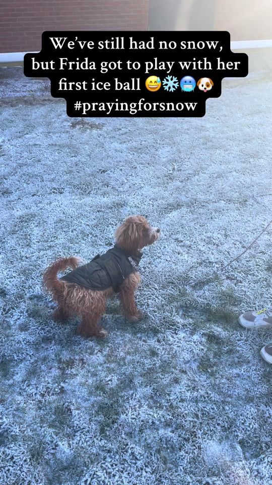 TikTok video thumbnail by aussiedoodlefrida