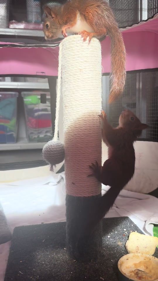 TikTok video thumbnail by wildtierasyl