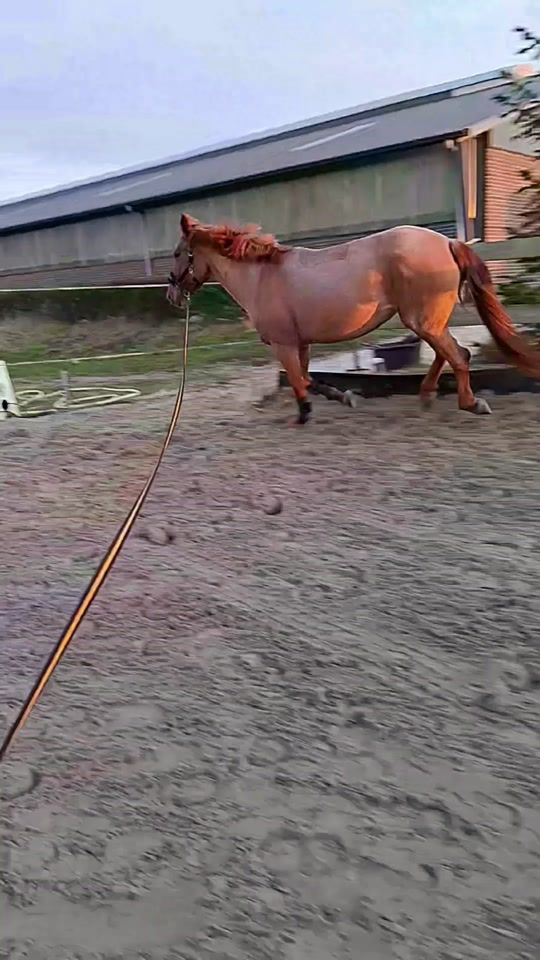 TikTok video thumbnail by equi.cynthia