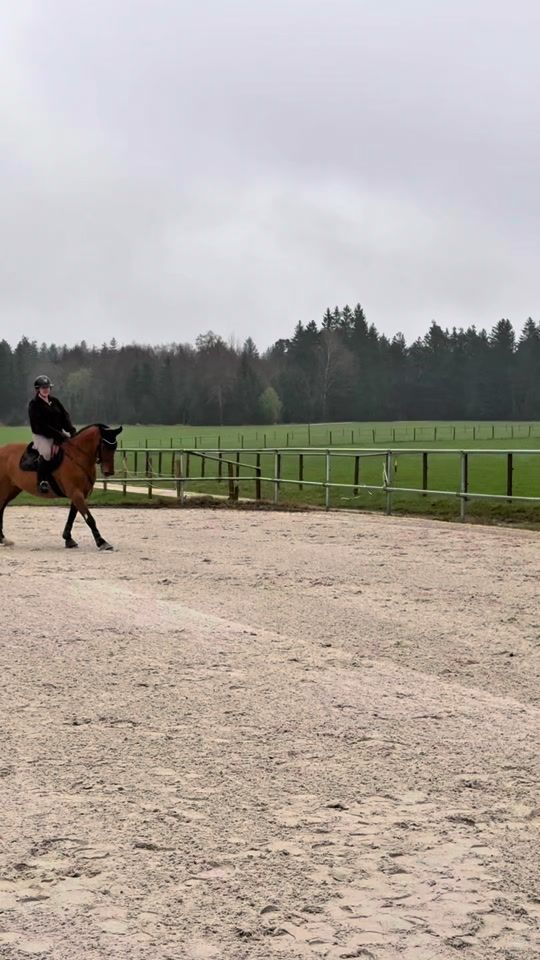 TikTok video thumbnail by horse_live_agus