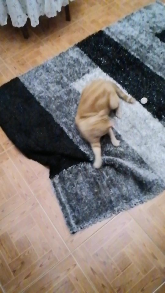 TikTok video thumbnail by tico8911