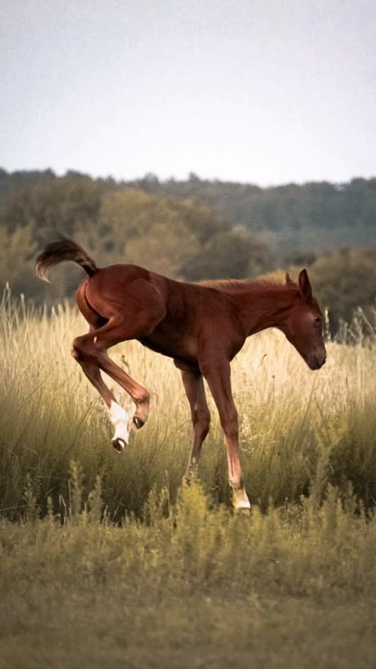TikTok video thumbnail by .kr.equestrian