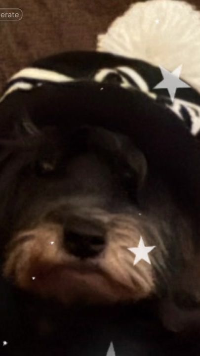 TikTok video thumbnail by smallpawadventures