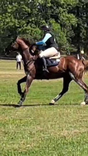 TikTok video thumbnail by ar_horses