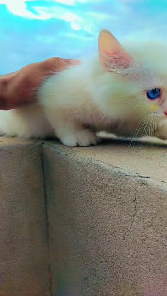 TikTok video thumbnail by catology18