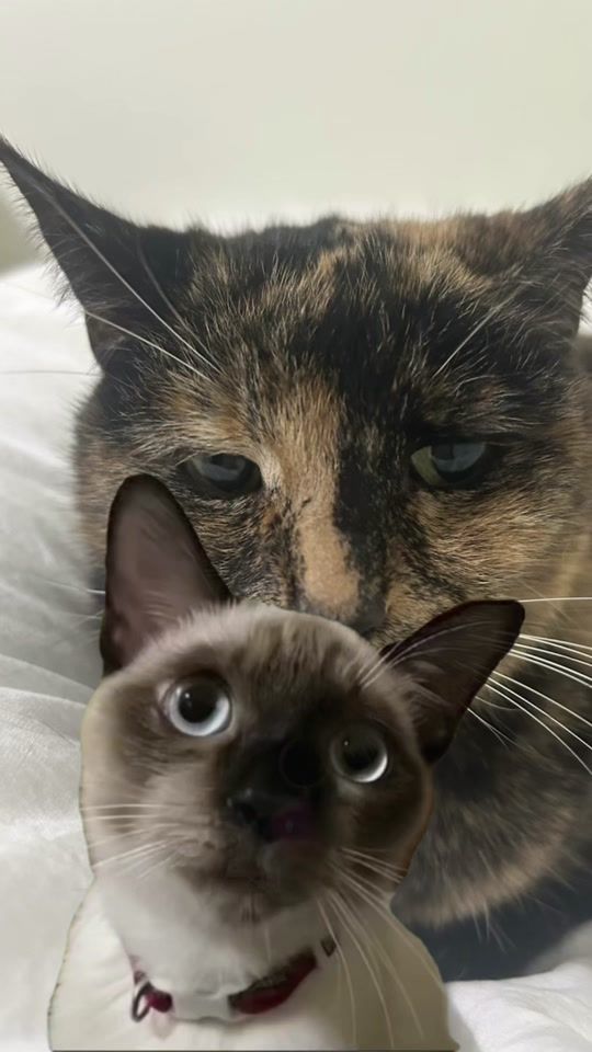TikTok video thumbnail by eleriwilliams91