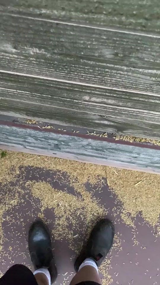 TikTok video thumbnail by jannik0004