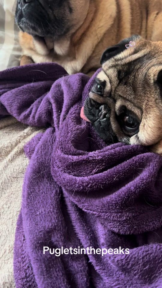 TikTok video thumbnail by pugletsinthepeaks
