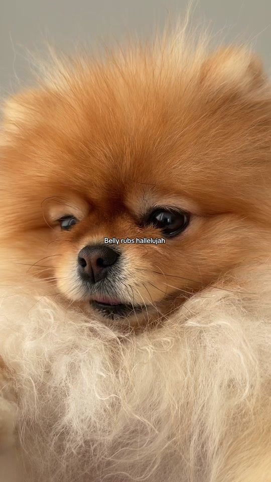 TikTok video thumbnail by teddyfluffattack