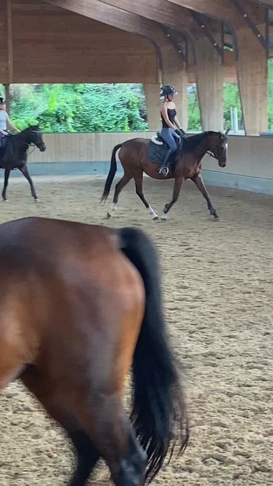 TikTok video thumbnail by equestrian.077