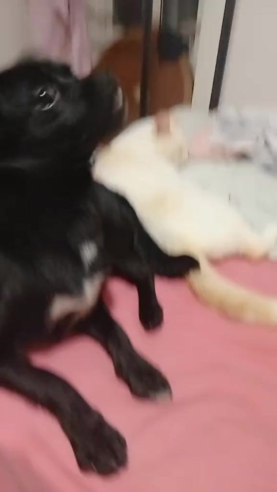 TikTok video thumbnail by lucipantalla_azulmarina