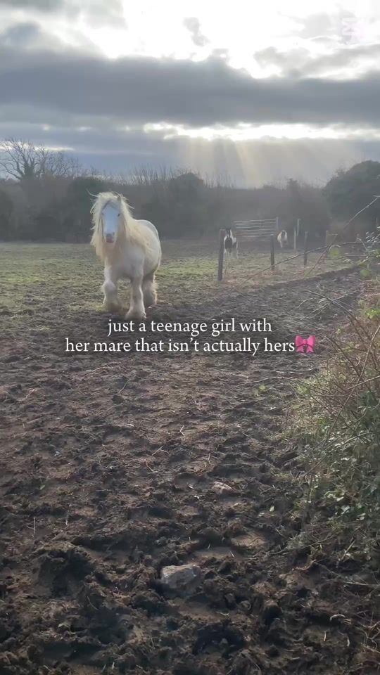 TikTok video thumbnail by cobythehorse