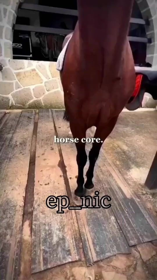 TikTok video thumbnail by horse.girl1703
