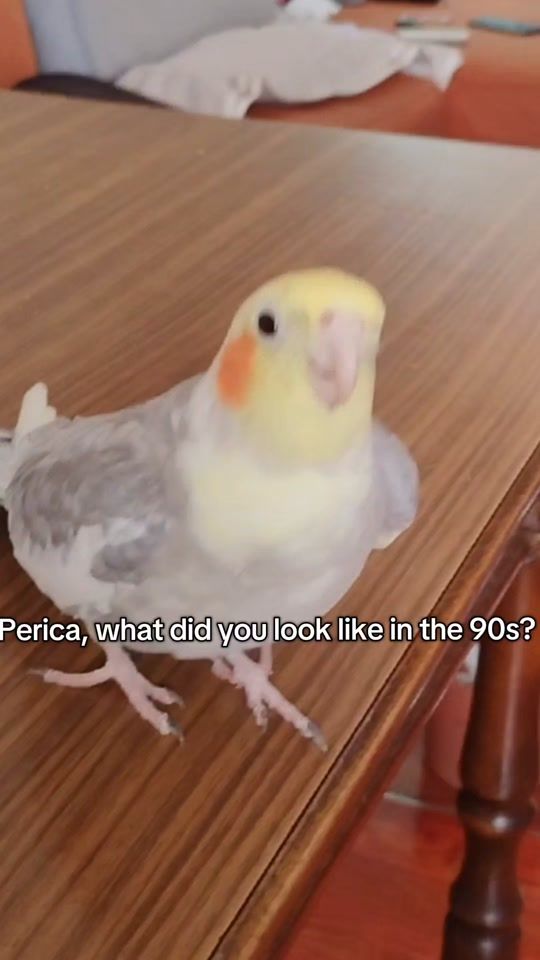 TikTok video thumbnail by pero_pavarotti