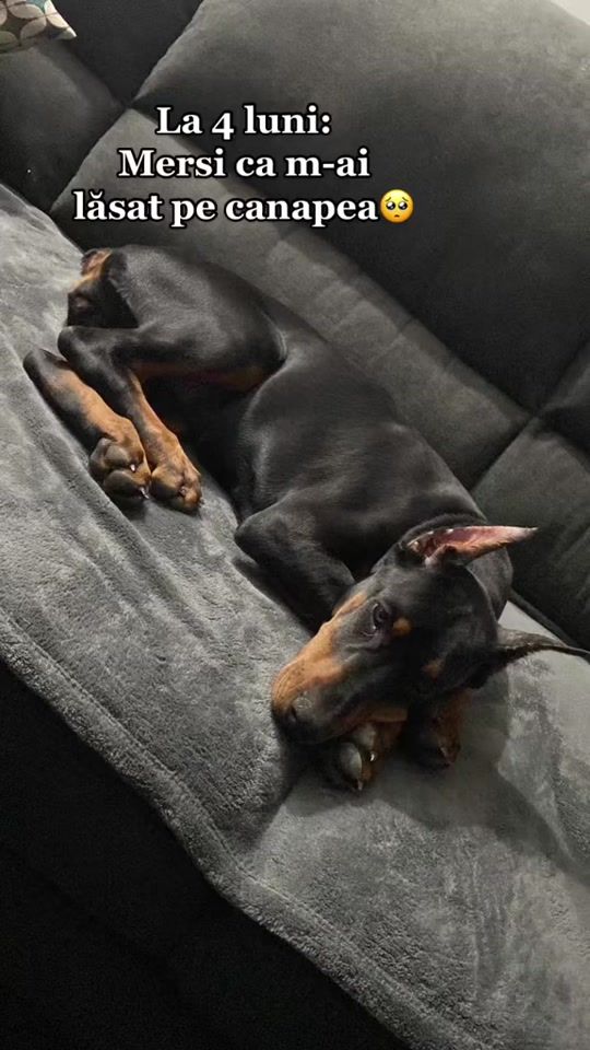 TikTok video thumbnail by andreeaxraduu