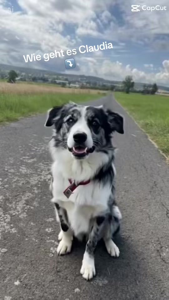 TikTok video thumbnail by eifeldogs