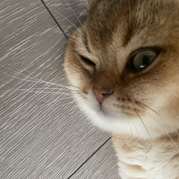 jjthecat567