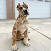 andrew.cane.corso