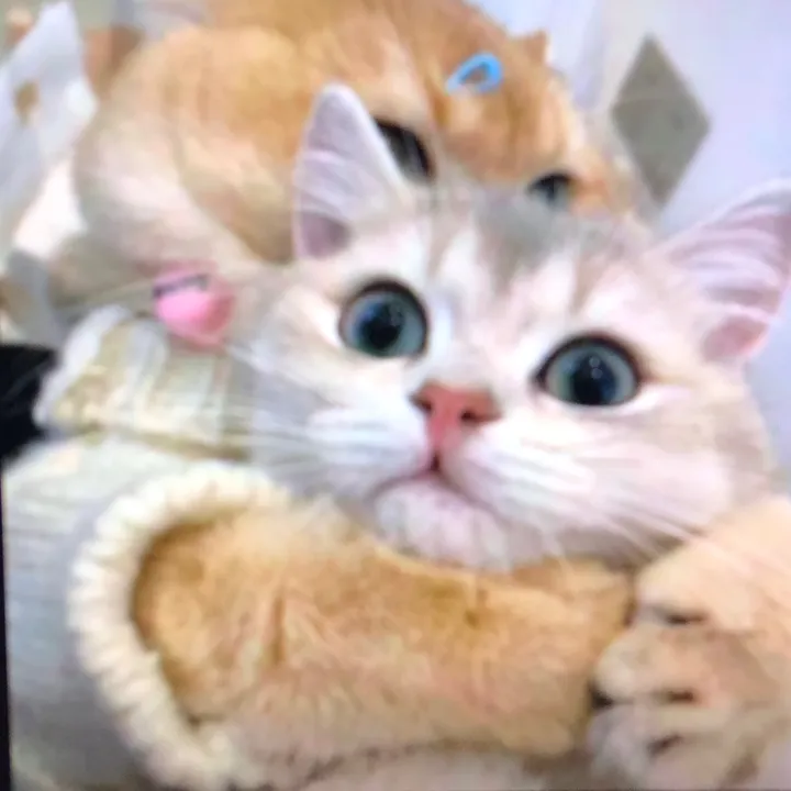@happy.pet.life02