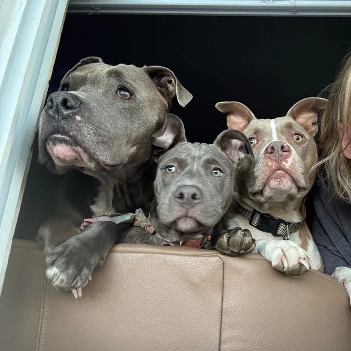 @pittie_mom3