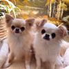 stuey.and.louie