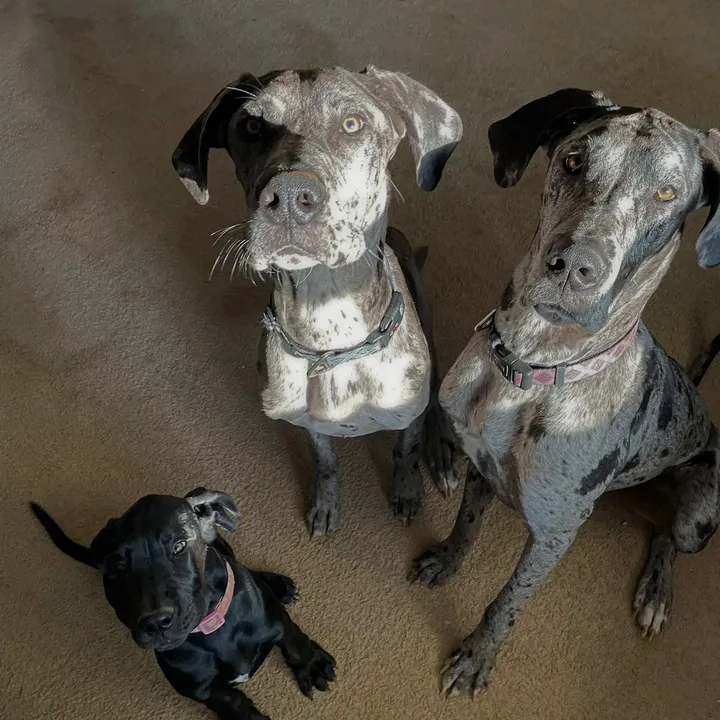 @tailwaggintitans