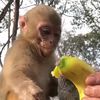 @lilmonkeyvibes