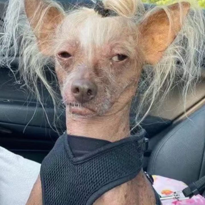 funnypoppy20