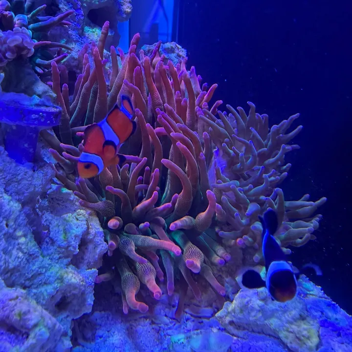 reefermama