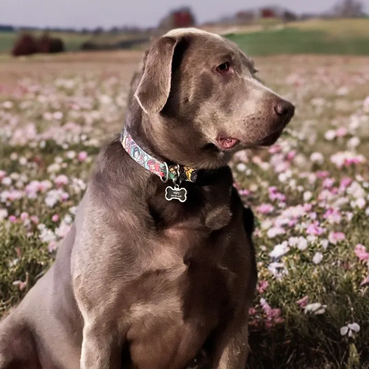 mistysilverlab