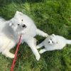 thefluffandfancy