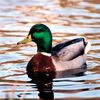 duckwashere0