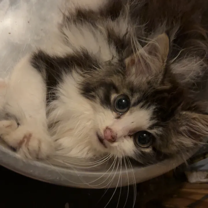 kittencattuff