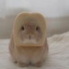 puddingbunniboy