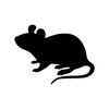 ratthew28