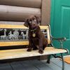 guinness_beau