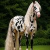 @horsebreeder4