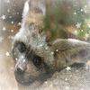 bat_eared_fox_luvrr_666