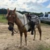 equestrian_mil077