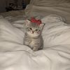 tinyoddpets