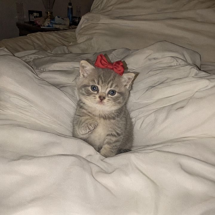 Tiny Odd Pets - original sound - tinyoddpets
