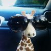 hateeveryonebutmygiraffe