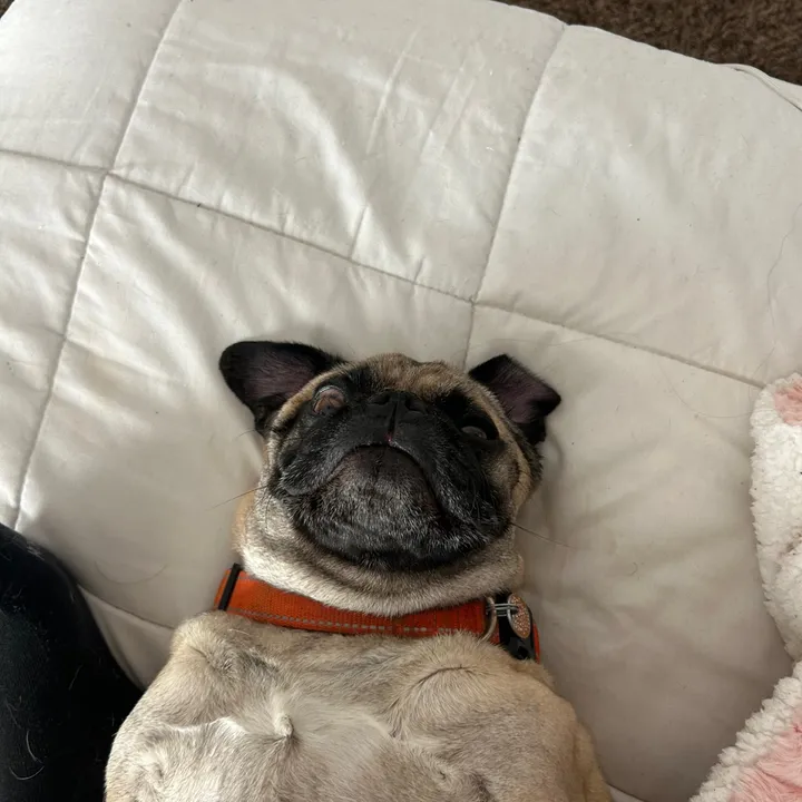 beeefwellington