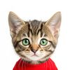catsrulefilms
