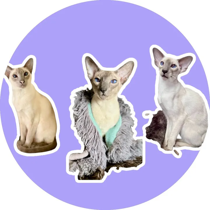 @modernsiamese
