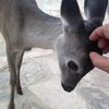 deerflip